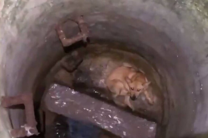 Kana perrita atrapada en un pozo